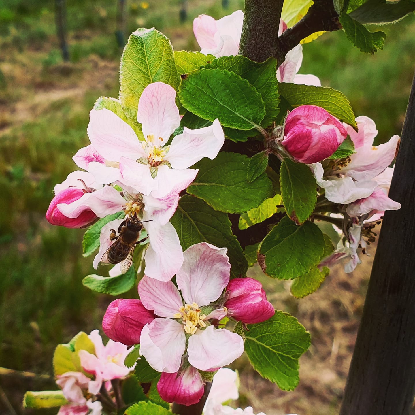 Æbleblomster med bi der suger nektar
